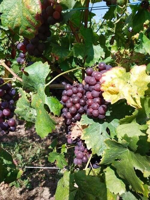 Vendanges 2021 : Les raisins poursuivent leur maturité en attendant le passage des sécateurs
